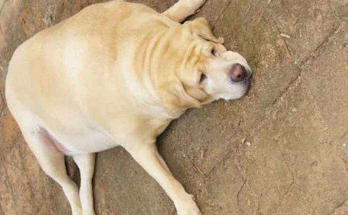 でぶ犬の画像まとめ 41枚を紹介 肥満犬 永遠の大学生 ゲーム 小説 バイト おもしろ 動物のメディア