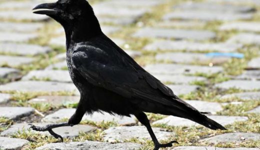 カラスのかわいい画像まとめ 56枚を紹介 カラス好き必見 永遠の大学生 ゲーム 小説 バイト おもしろ 動物のメディア カラスのかわいい画像まとめ 56枚を紹介 カラス好き必見 永遠の大学生 ゲーム 小説 バイト おもしろ 動物のメディア