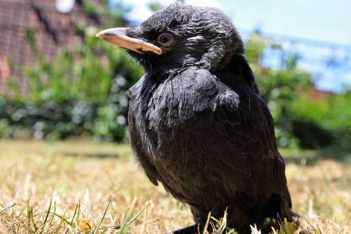 カラスのかわいい画像まとめ 56枚を紹介 カラス好き必見 永遠の大学生 ゲーム 小説 バイト おもしろ 動物のメディア カラスのかわいい画像まとめ 56枚を紹介 カラス好き必見 永遠の大学生 ゲーム 小説 バイト おもしろ 動物のメディア