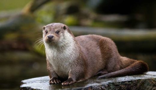 カワウソの画像 52枚紹介 かわいいカワウソ厳選 赤ちゃんカワウソ画像もあり 永遠の大学生 ゲーム 小説 バイト おもしろ 動物のメディア