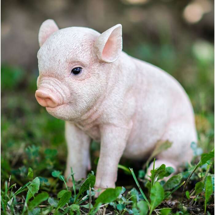 子豚のかわいい画像 59枚を紹介 子ブタ満載 永遠の大学生 ゲーム 小説 バイト おもしろ 動物のメディア