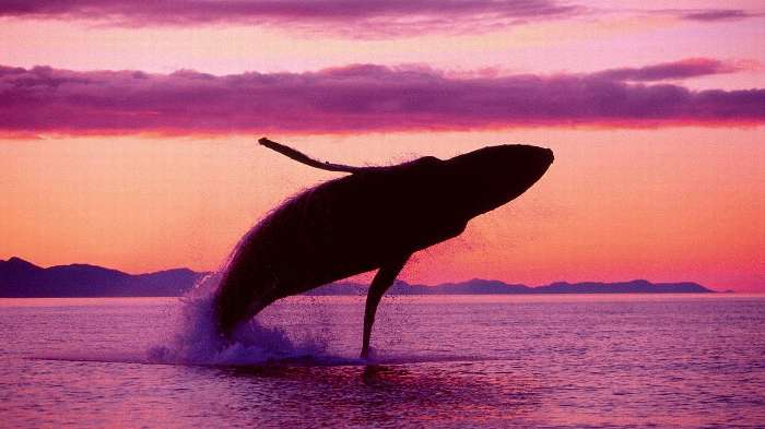 クジラの画像57枚まとめ 巨大なクジラも多数掲載 永遠の大学生 ゲーム 小説 バイト おもしろ 動物のメディア