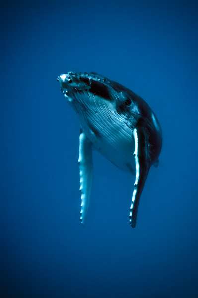 クジラの画像57枚まとめ 巨大なクジラも多数掲載 永遠の大学生 ゲーム 小説 バイト おもしろ 動物のメディア