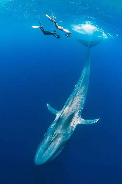 クジラの画像57枚まとめ 巨大なクジラも多数掲載 永遠の大学生 ゲーム 小説 バイト おもしろ 動物のメディア
