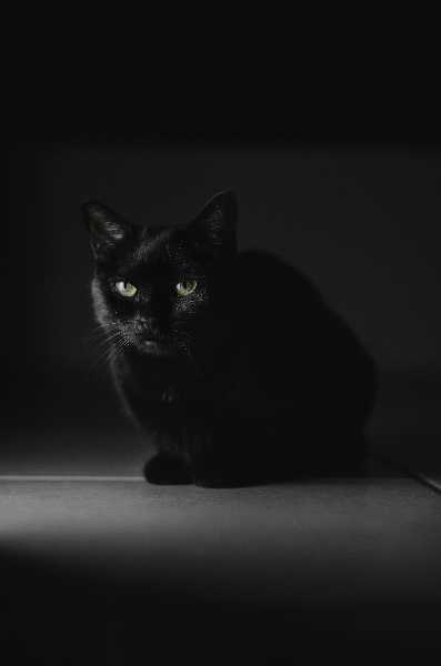 黒猫のかわいい画像まとめ 28枚を紹介 永遠の大学生 ゲーム 小説 バイト おもしろ 動物のメディア