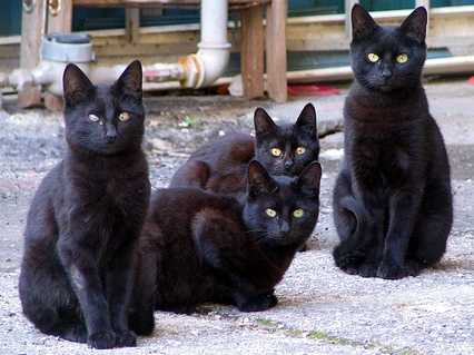黒猫画像