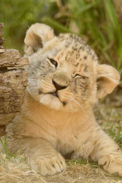 ライオンの画像60枚 かっこいい かわいい画像厳正 永遠の大学生 ゲーム 小説 バイト おもしろ 動物のメディア