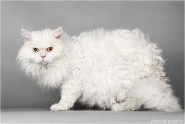 白猫画像