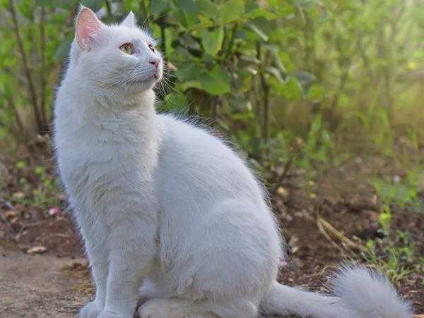 白猫画像