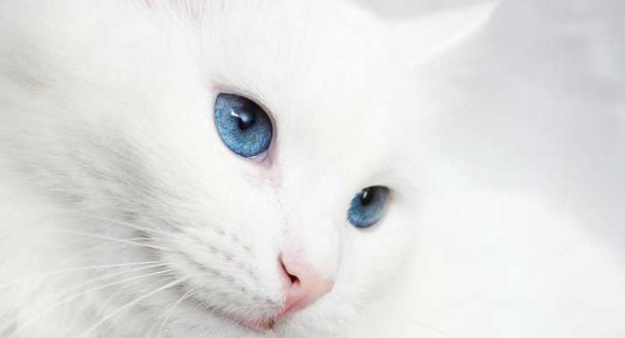 白猫のかわいい画像55枚を紹介！白い猫好きな方必見！