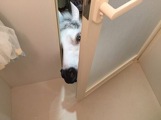 f:id:eternalcollegest:20170202222723j:plain